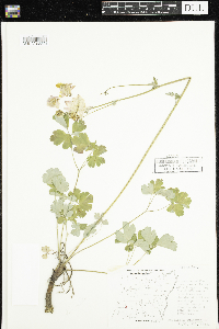 Aquilegia vulgaris image