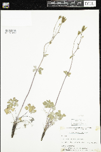 Aquilegia brevistyla image