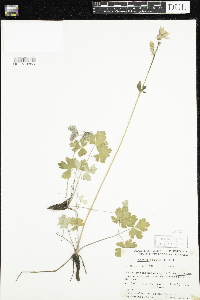 Aquilegia brevistyla image