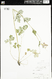 Aquilegia canadensis image