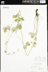 Aquilegia canadensis image