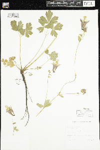 Aquilegia canadensis image