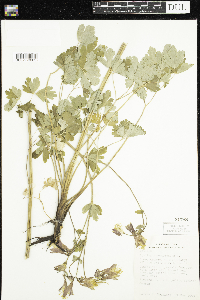 Aquilegia canadensis image