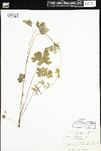 Aquilegia canadensis image