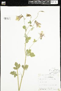 Aquilegia canadensis image