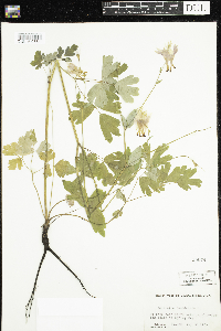 Aquilegia canadensis image