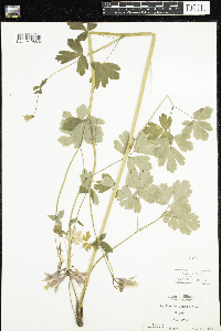 Aquilegia canadensis image