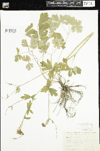 Aquilegia canadensis image