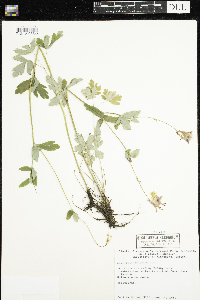 Aquilegia canadensis image