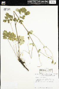 Aquilegia canadensis image