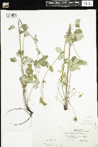 Aquilegia canadensis image