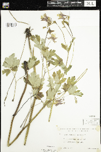 Aquilegia canadensis image