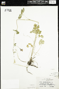 Aquilegia canadensis image