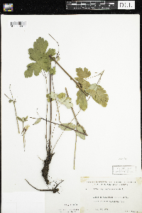 Aquilegia canadensis image