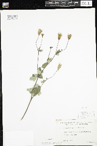 Aquilegia canadensis image