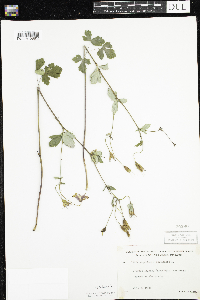 Aquilegia canadensis image