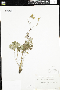 Aquilegia canadensis image