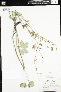 Aquilegia canadensis image