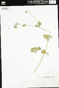 Aquilegia canadensis image