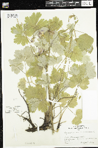 Aquilegia canadensis image