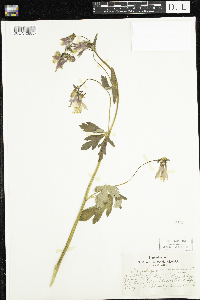 Aquilegia canadensis image