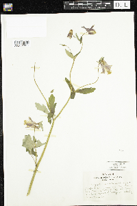 Aquilegia canadensis image