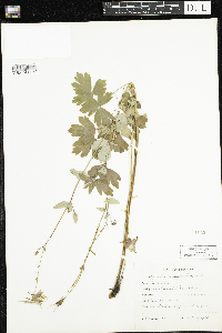 Aquilegia canadensis image