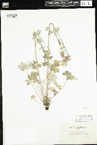 Aquilegia canadensis image