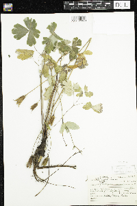 Aquilegia canadensis image