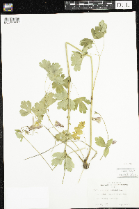 Aquilegia canadensis image