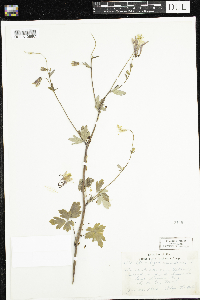 Aquilegia canadensis image