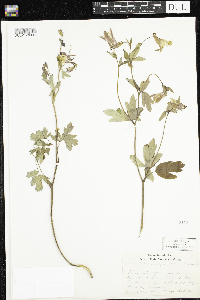 Aquilegia canadensis image