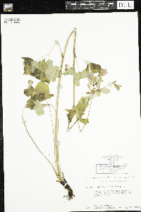 Aquilegia canadensis image