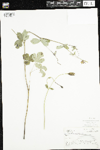 Aquilegia canadensis image