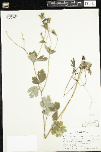 Aquilegia canadensis image