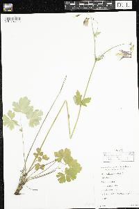 Aquilegia canadensis image