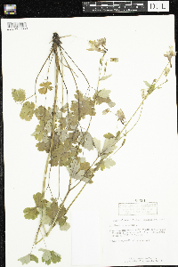 Aquilegia canadensis image