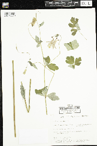 Aquilegia canadensis image