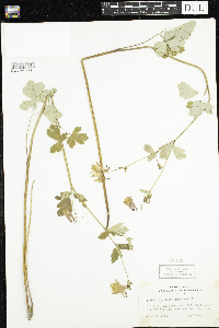 Aquilegia canadensis image