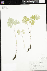 Aquilegia canadensis image
