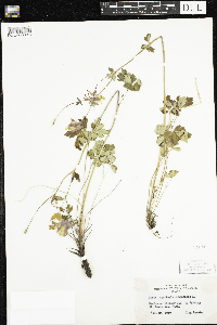 Aquilegia canadensis image