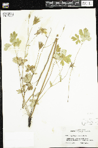 Aquilegia canadensis image