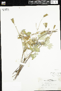 Aquilegia canadensis image