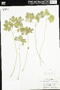 Aquilegia canadensis image