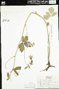 Aquilegia canadensis image