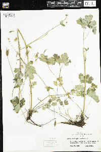 Aquilegia canadensis image