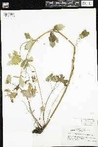 Aquilegia canadensis image