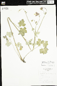 Aquilegia canadensis image