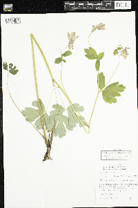 Aquilegia canadensis image