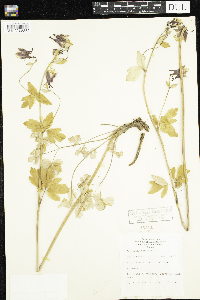Aquilegia canadensis image